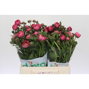 Ranunculus Magical Delight