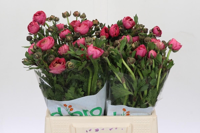 Ranunculus Magical Delight