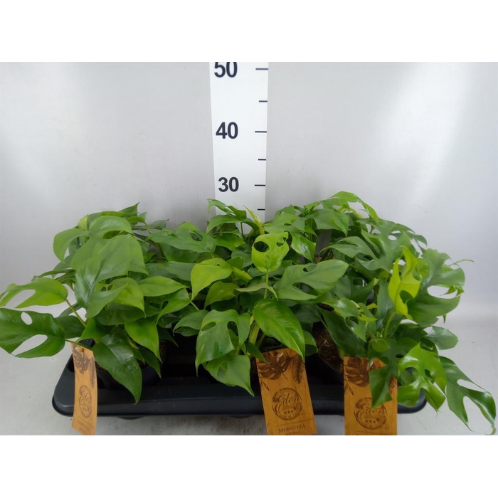 <h4>Rhaphidophora tetrasperma</h4>
