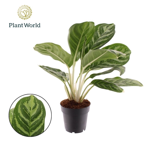 <h4>Aglaonema Legacy</h4>