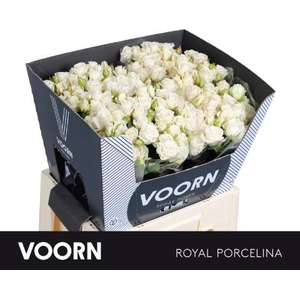Rosa spray royal porcelina