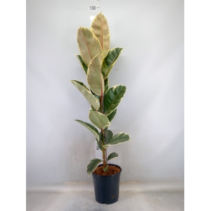 Ficus elastica 'Tineke'