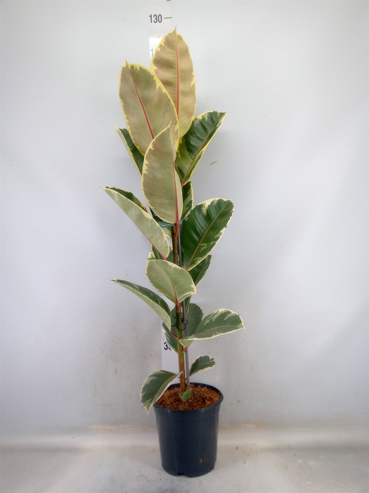 <h4>Ficus elastica 'Tineke'</h4>