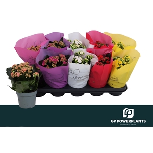 KAL GE PERF GEM 5 KL