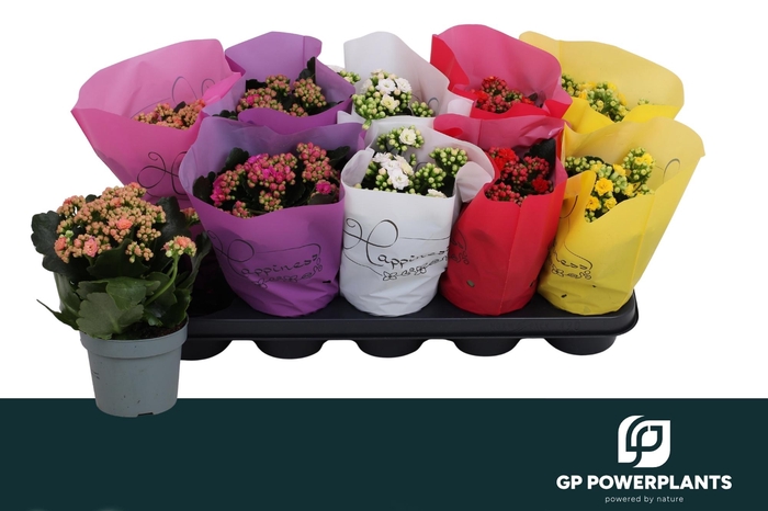 <h4>KAL GE PERF GEM 5 KL</h4>