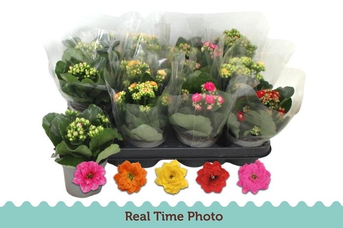 <h4>KAL GE GEM 5 KL</h4>