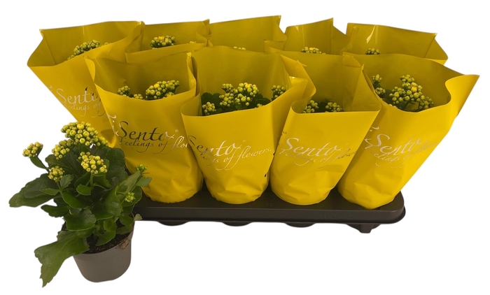 Kal Ge Perfecta Yell