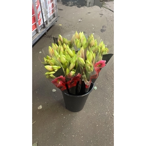 HIPP GA RILONA x30 AQUA