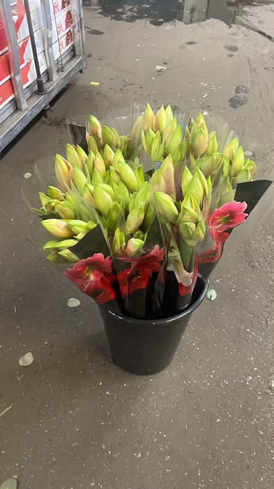 <h4>HIPP GA RILONA x30 AQUA</h4>