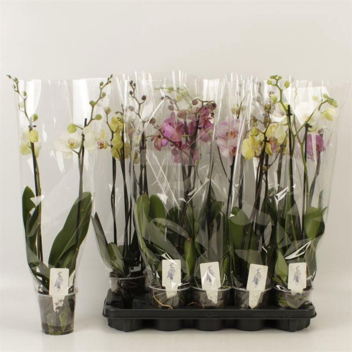 <h4>PHAL GEM 6 KL</h4>