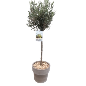 Arr.   Tuinplanten H%
