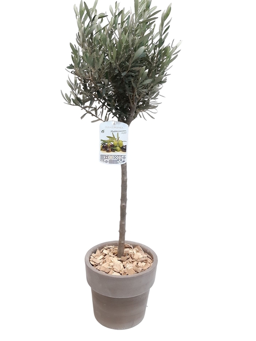 <h4>Arr.   Tuinplanten H%</h4>