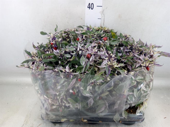 <h4>Capsicum annuum   ...</h4>