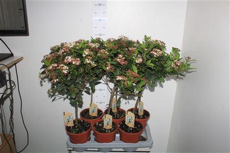 <h4>Vibu Tinus Gwenllian</h4>