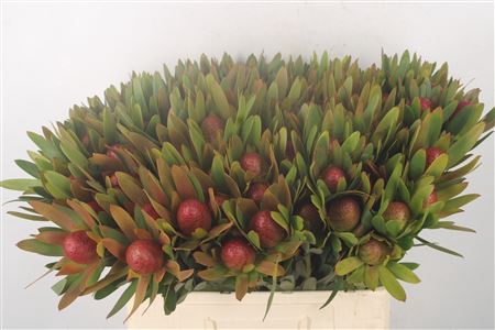 <h4>Leucad Ayoba Sky Ex Nut</h4>