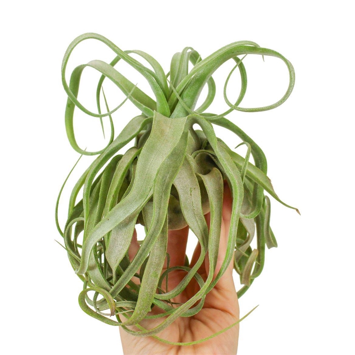 <h4>Tillandsia Ionantha Streptophylla Large</h4>
