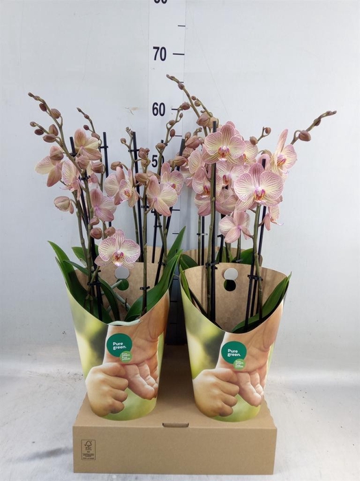 <h4>Phalaenopsis  'Ant Varese'</h4>