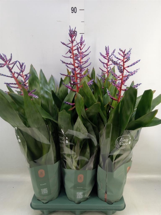 <h4>Aechmea  'Blue Rain'</h4>