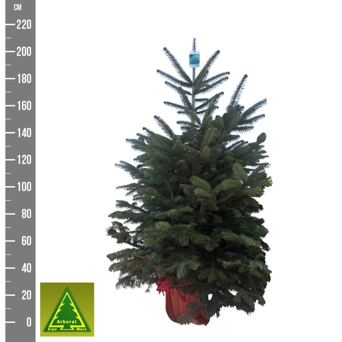 <h4>ABIES NORDMANNIANA</h4>