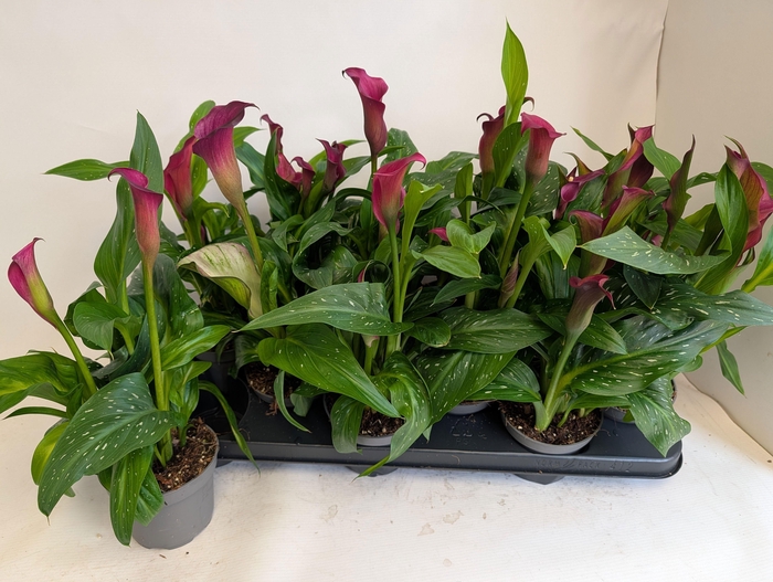 <h4>ZANT GARNET GLOW</h4>