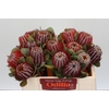 Banksia Coccinea