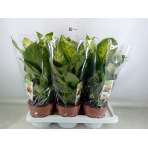Dieffenbachia  'Compacta'