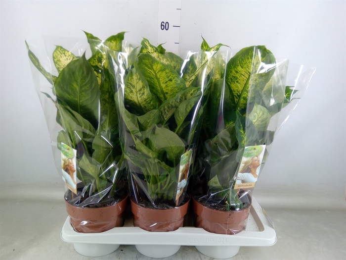 <h4>Dieffenbachia  'Compacta'</h4>
