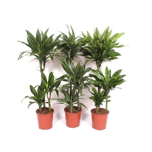 Dracaena fragrans Mixkar 60-30-15