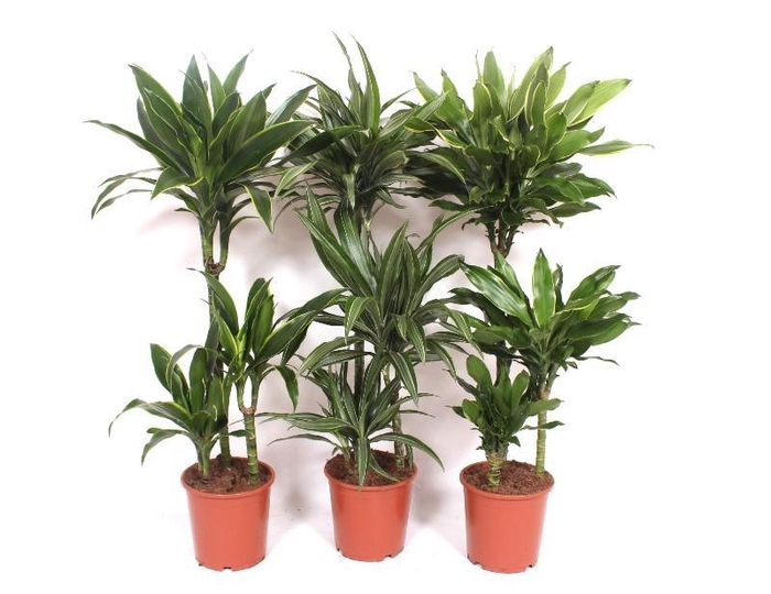 <h4>Dracaena fragrans Mixkar 60-30-15</h4>