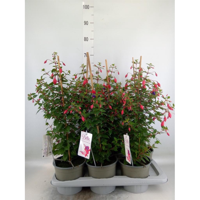 <h4>Fuchsia  'Bella Fuchsia Susanna'</h4>