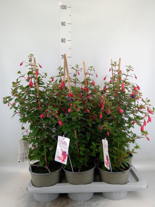 Fuchsia  'Bella Fuchsia Susanna'