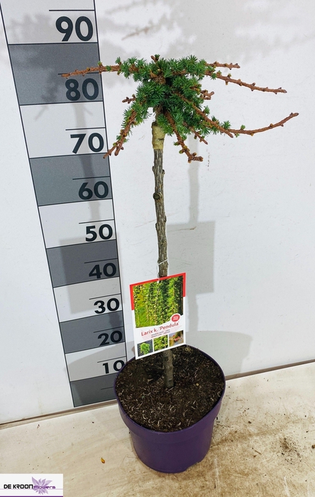 <h4>LARIX KAEMPFERI</h4>