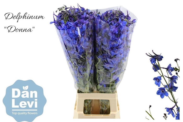 <h4>Delph En Donna</h4>