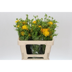 Ranunculus Moderna Proxima