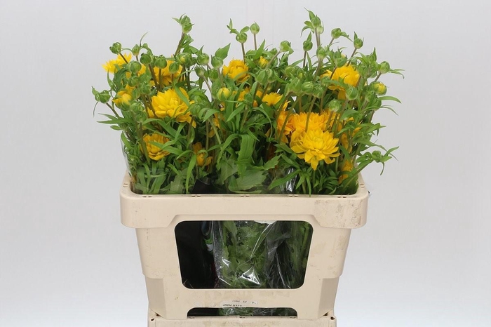 <h4>Ranunculus Moderna Proxima</h4>