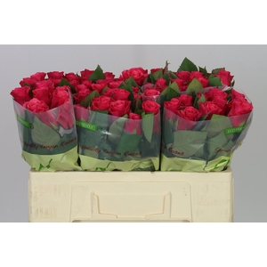 Rosa Gr Tacazzi