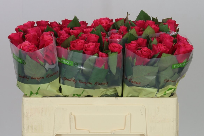 <h4>Rosa Gr Tacazzi</h4>