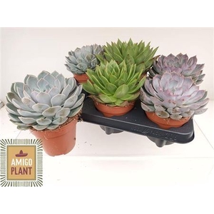 Echeveria gemengd