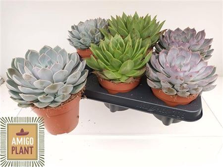 <h4>Echeveria gemengd</h4>