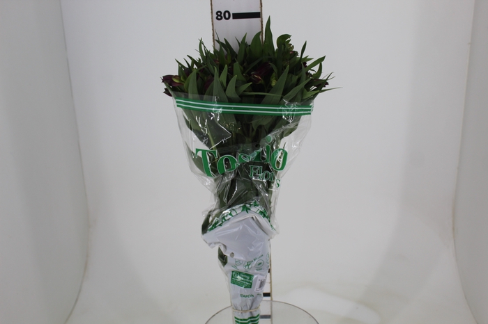 <h4>ALSTROEMERIA POMPEII 080 CM</h4>