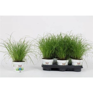 Cyperus alternifolius 'Zumula'