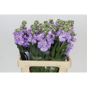 Matthiola Iron Marine