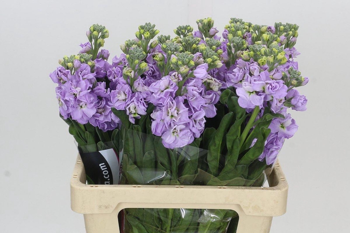 <h4>Matthiola Iron Marine</h4>