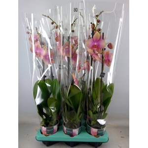 Phalaenopsis multi.   ...