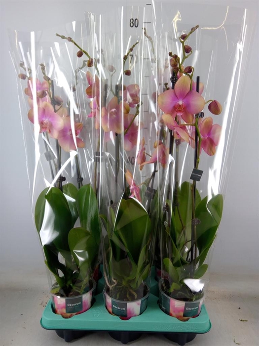 <h4>Phalaenopsis multi. ...</h4>