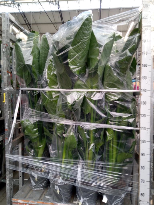 <h4>Strelitzia nicolai</h4>