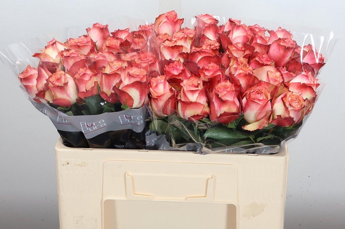 <h4>R Gr Attraction</h4>