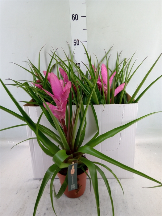 <h4>Tillandsia  'Antonio'</h4>