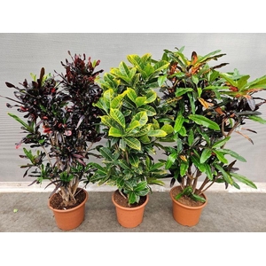 Codiaeum Gr Gemengd mix CC