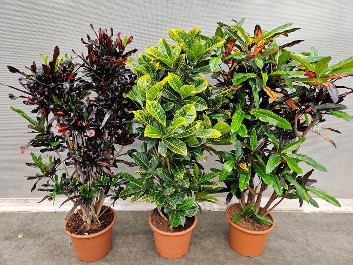 <h4>Codiaeum Gr Gemengd mix CC</h4>